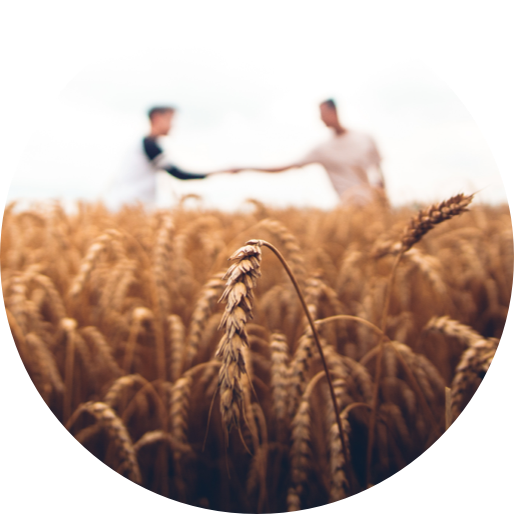 people in wheat field