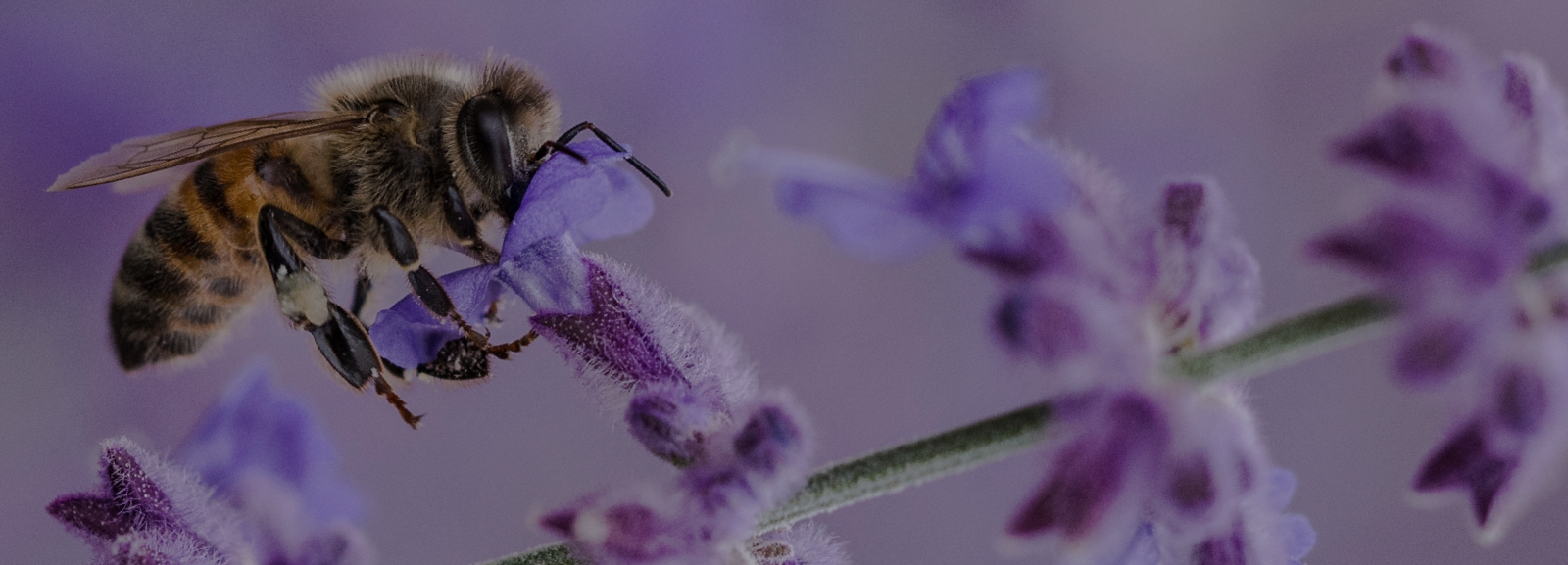 Conseil en banque privée pour particuliers