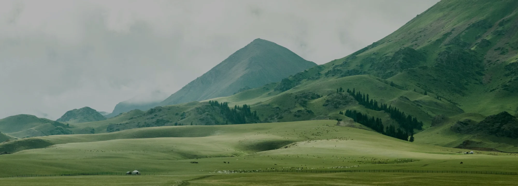 Banks & Insurance Companies