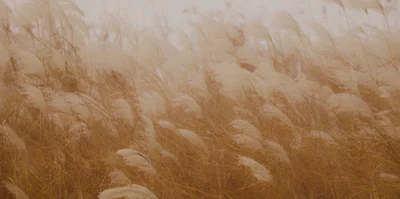 Gestion de la liquidité et des devises 