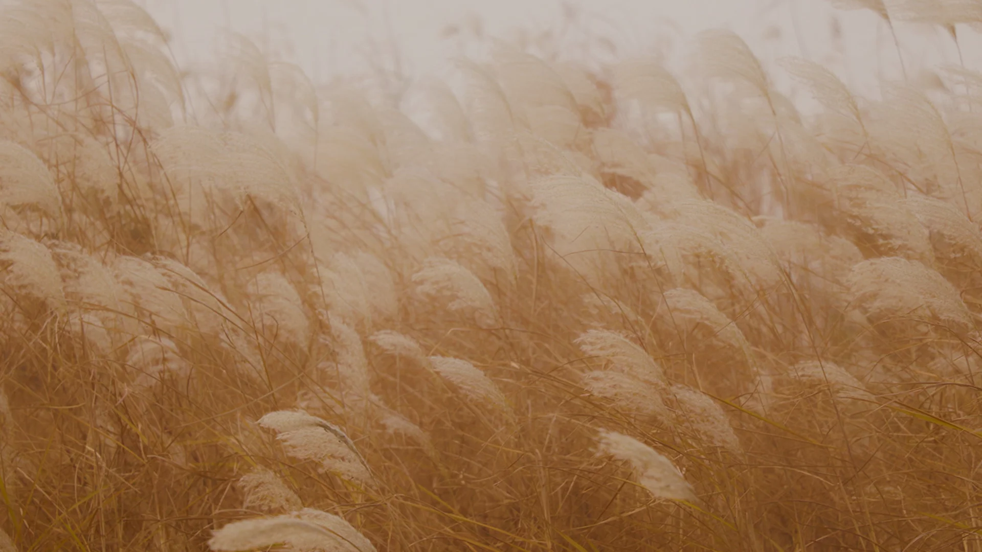 Gestion de la liquidité et des devises